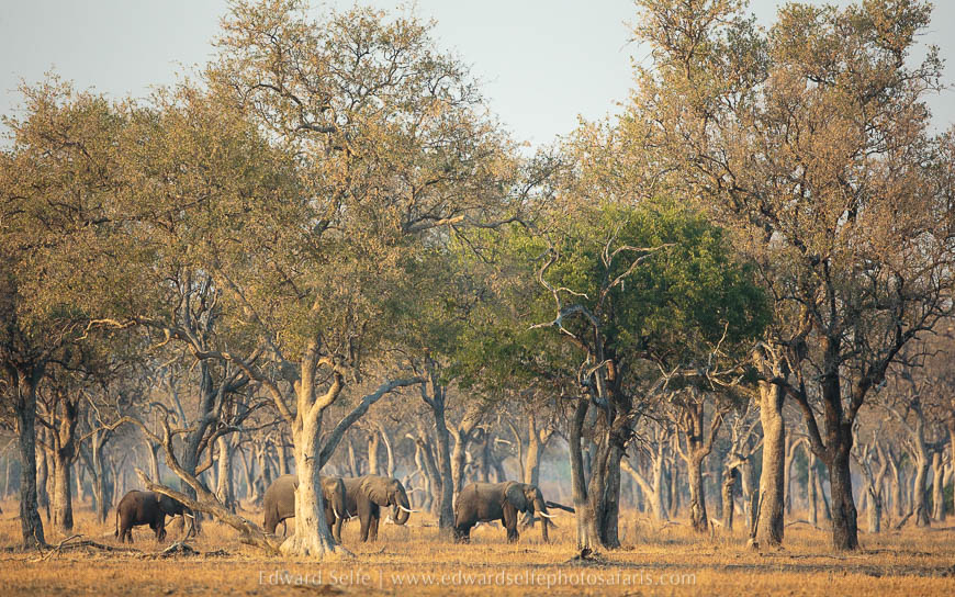 Wildlife image on photo safari with edward selfe in south luangwa national park.