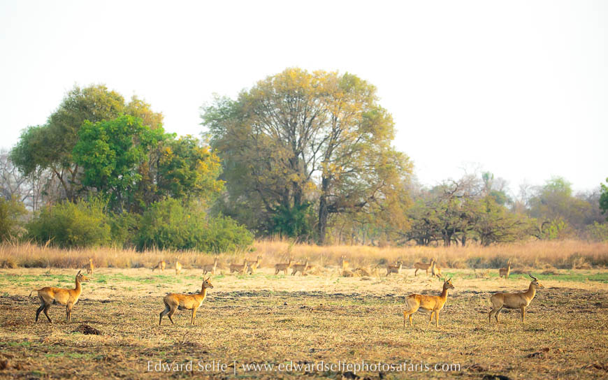 Wildlife image from photo safari with edward selfe.