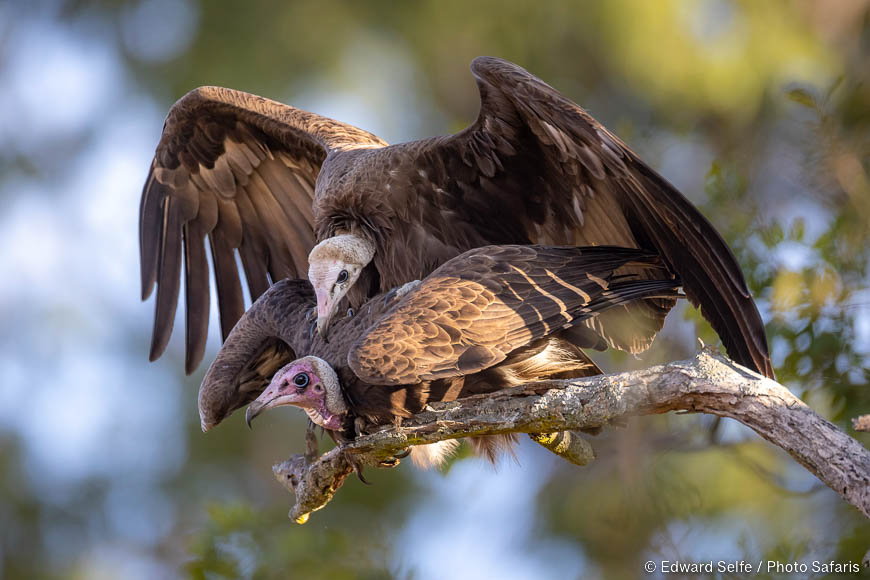 Wildlife image of a bird by edward selfe from photo safari in zambia.