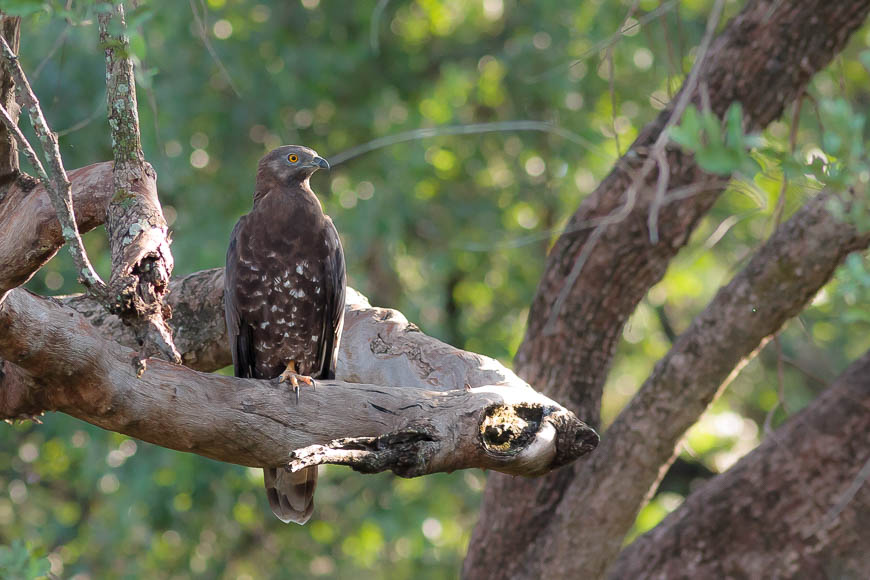 A perched Honey Buzzard in South Luangwa National Park.