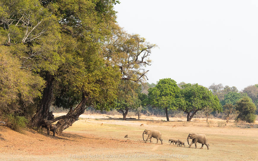 Wildlife image from photo safari with edward selfe in south luangwa national park.