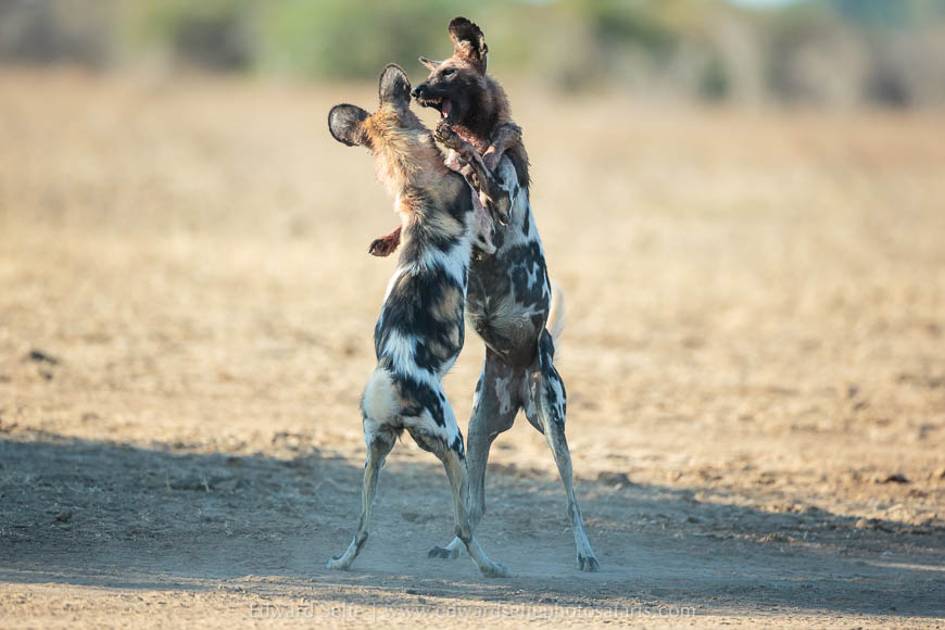 Wild dogs feed and then socialise on photo safari in South Luangwa National Park./></p>
<figcaption align= justify