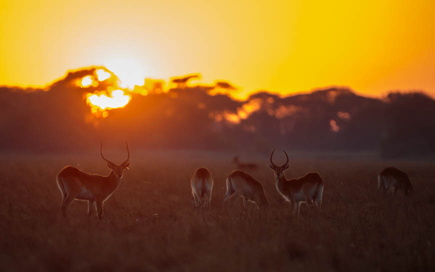 Images of wildlife from photo safari with edward selfe in zambia.