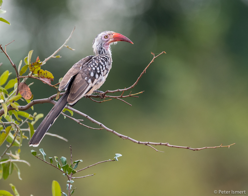 Soft light on a red-billed hornbill in South Luangwa National Park.