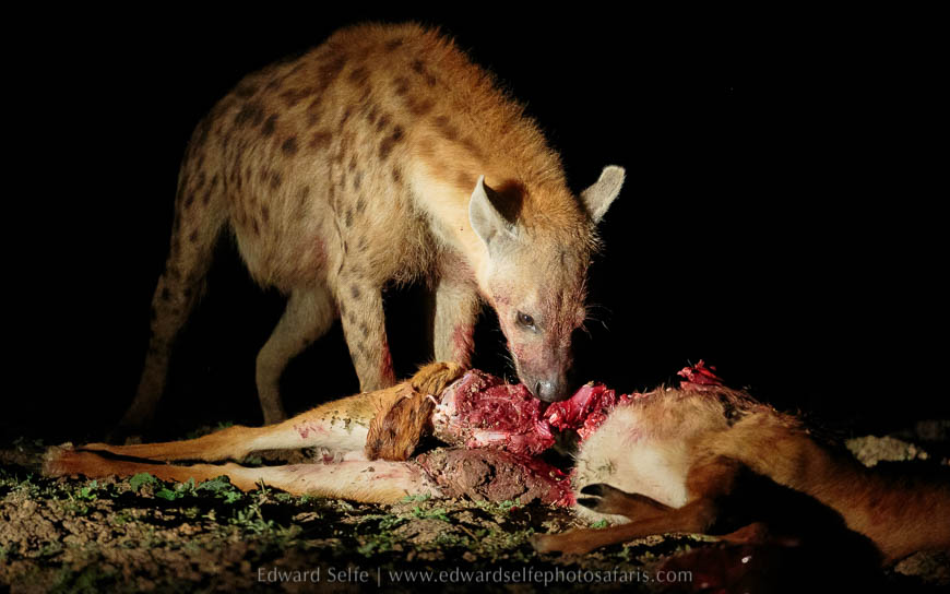 Wildlife image from photo safari with edward selfe in south luangwa national park.