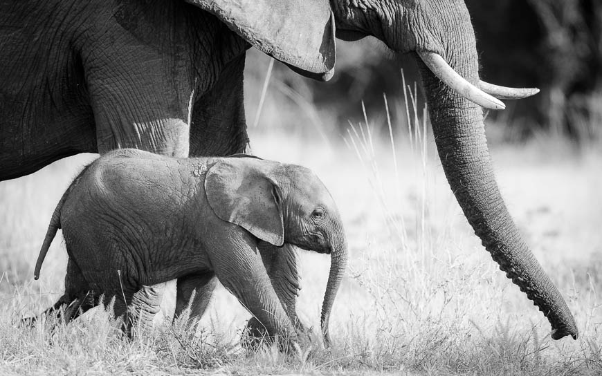 Elephant and calf in South Luangwa National Park