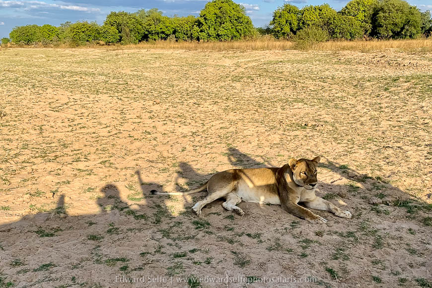Wildlife image from a photo safari with edward selfe.
