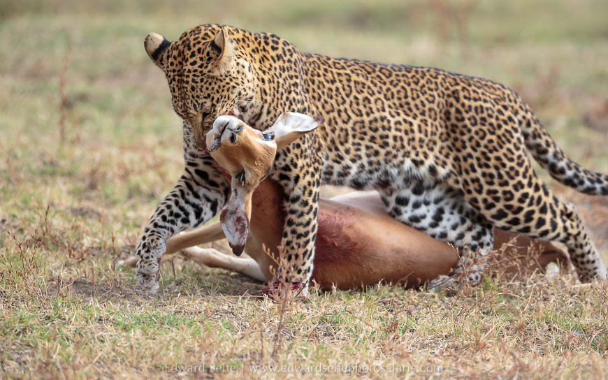 Leopard drags her kill across the plain on photo safari in south luangwa national park.