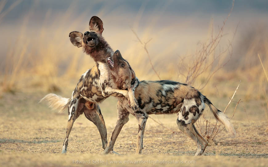 Wildlife image from photo safari with edward selfe in south luangwa national park.