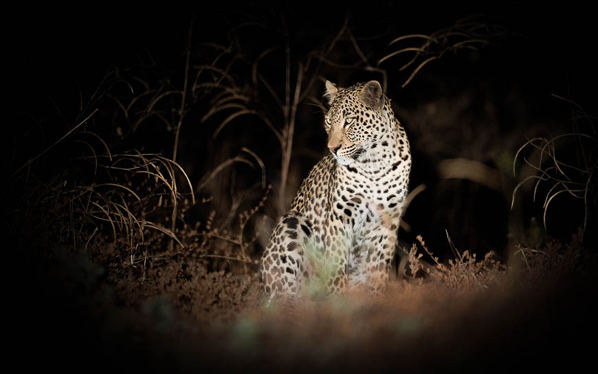 Images of wildlife from photo safari with edward selfe in the nsefu sector.