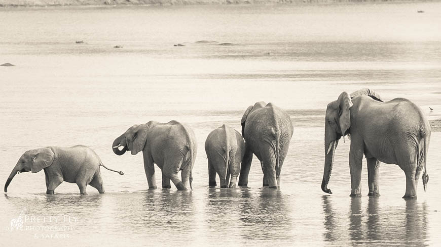 Wildlife image from photo safari with edward selfe in south luangwa national park.