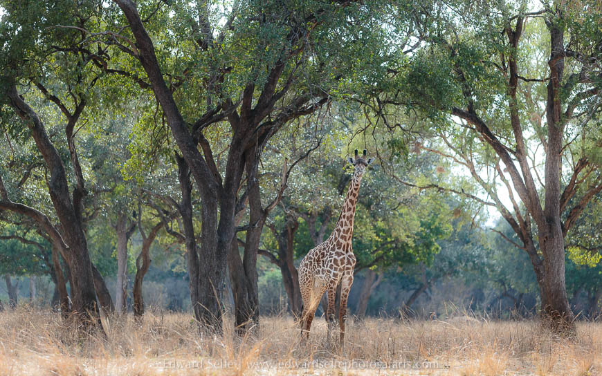 A giraffe among the mature trees on photo safari in south luangwa national park.