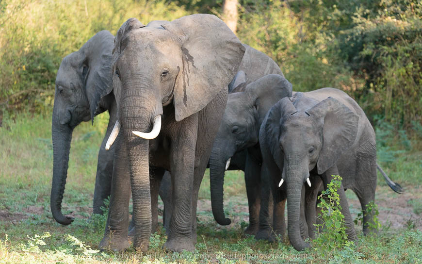 Wildlife image from photo safari with edward selfe in south luangwa national park.