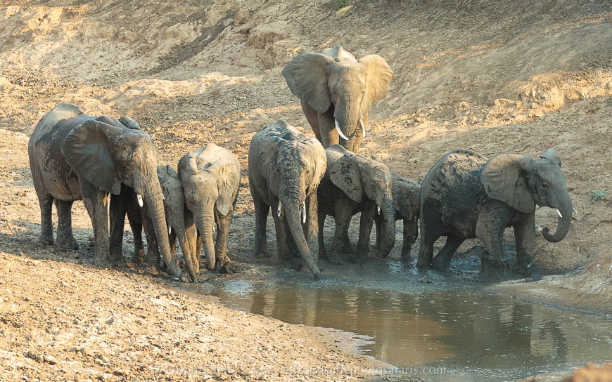 Wildlife image from photo safari with edward selfe in south luangwa national park.
