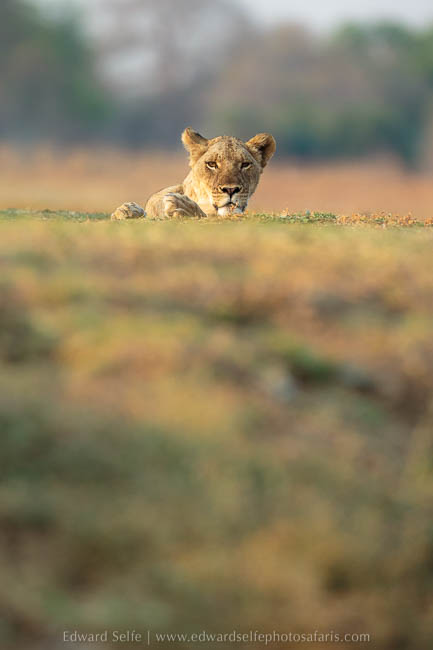 Wildlife image from photo safari with edward selfe in south luangwa national park.