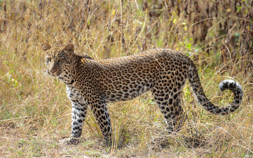 Wildlife image from photo safari with edward selfe.