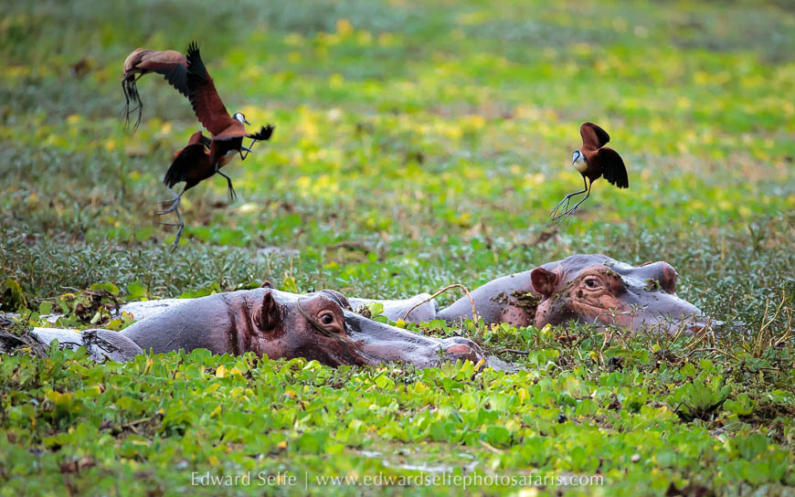 Wildlife image from photo safari with edward selfe.