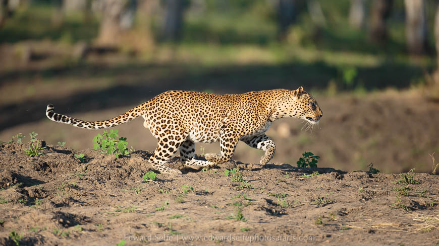 Wildlife image from photo safari with edward selfe.