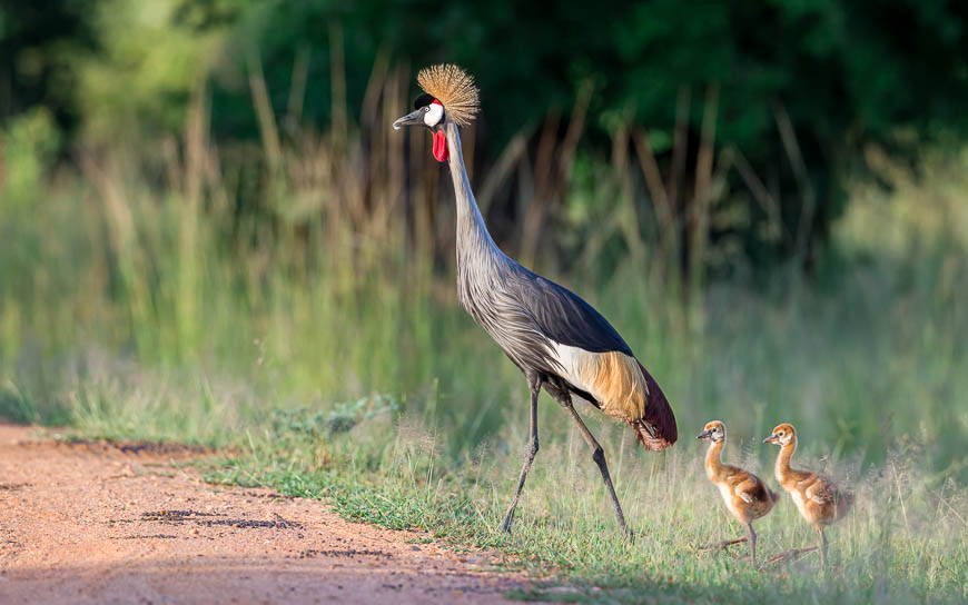 Crowned Cranes and chicks on safari in South Luangwa National Park with Edward Selfe