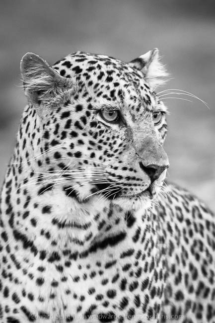 Wildlife image from photo safari with edward selfe in south luangwa national park.
