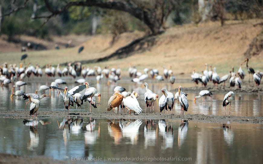 Wildlife image from photo safari with edward selfe in south luangwa national park.