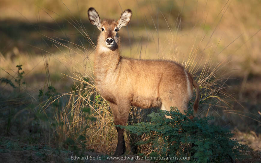 Wildlife image from photo safari with edward selfe in south luangwa national park.