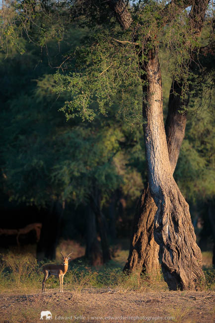 A large male impala against the forests in Mana Pools National Park.