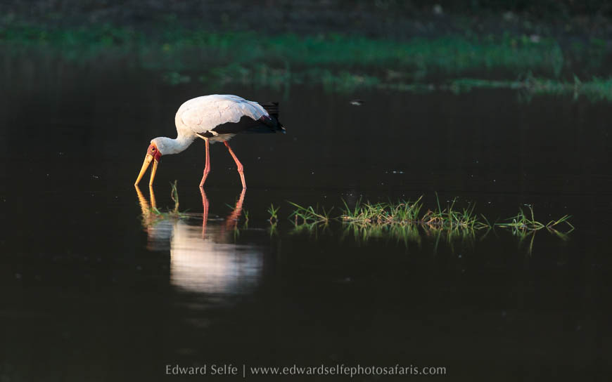 A yellow-billed stork on photo safari with edward selfe in south luangwa national park.