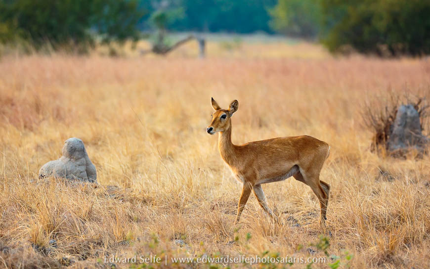 Wildlife image from photo safari with edward selfe.