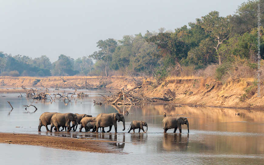 Elephants cross the river in the North of the National Park, surrounded by dead trees and hippos.