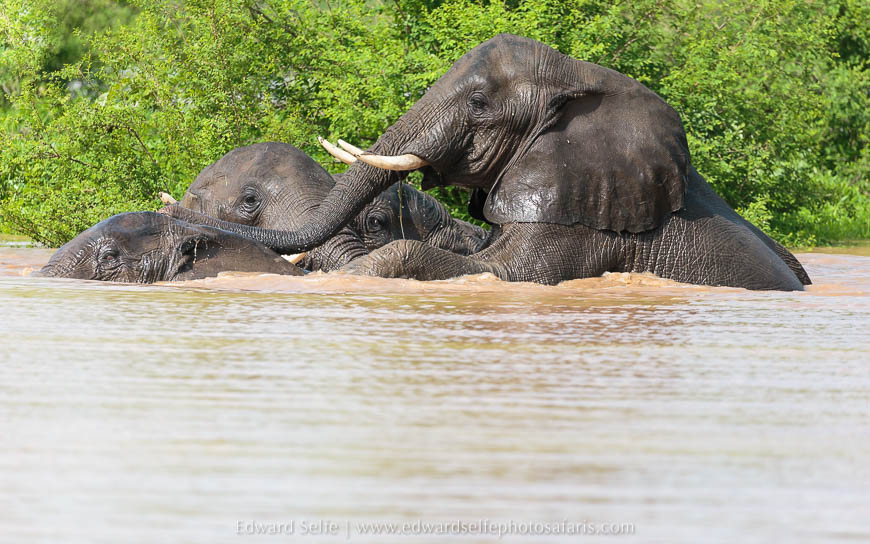 Wildlife image from photo safari with edward selfe in south luangwa national park.