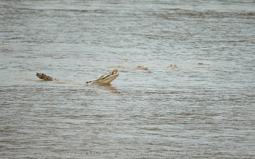 Crocodile eats impala that has fled from wild dogs on photo safari in south luangwa national park.