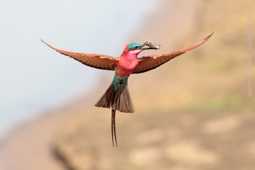 Southern Carmine Bee-eater approaching its nest hole in the banks of the Luangwa River in Zambia.