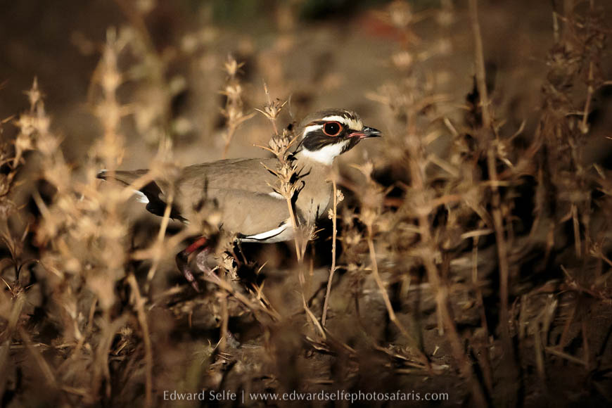 Wildlife image from a photo safari with edward selfe.