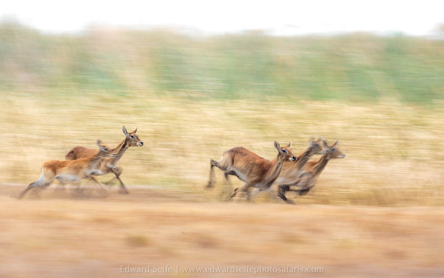 Wildlife image from photo safari with edward selfe safaris.