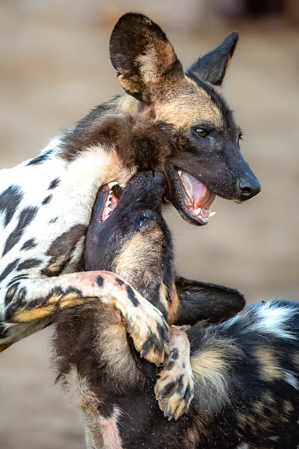 Images of wildlife from photo safari with edward selfe in south luangwa.