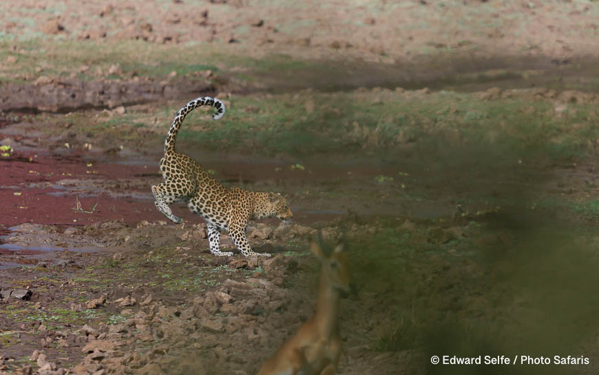 Wildlife image by edward selfe as part of a sequence leopard jumping across channel.