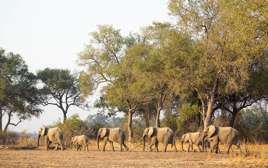Wildlife image from photo safari with edward selfe in south luangwa national park.