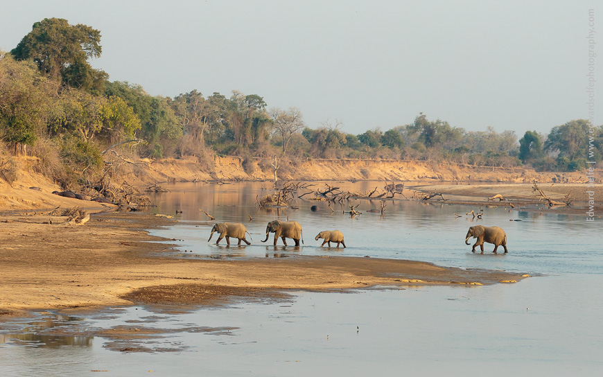 4 elephants cross the river in from the Nsefu Sector to the main part of South Luangwa NP.