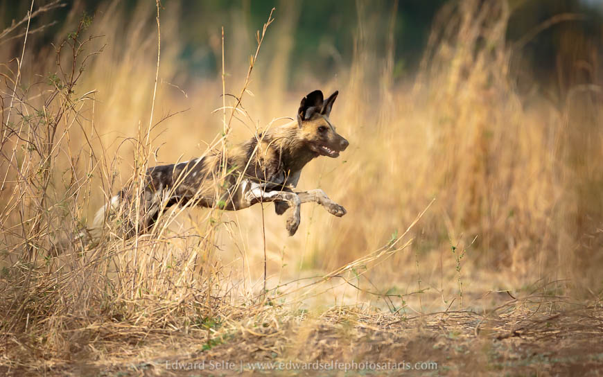 Wildlife image from a photo safari with edward selfe.