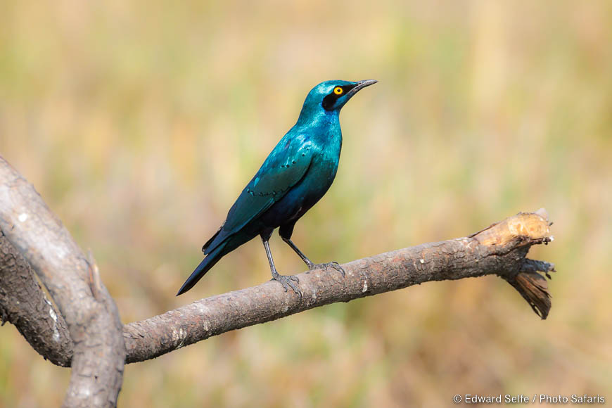 Wildlife image of a bird by edward selfe from photo safari in zambia.