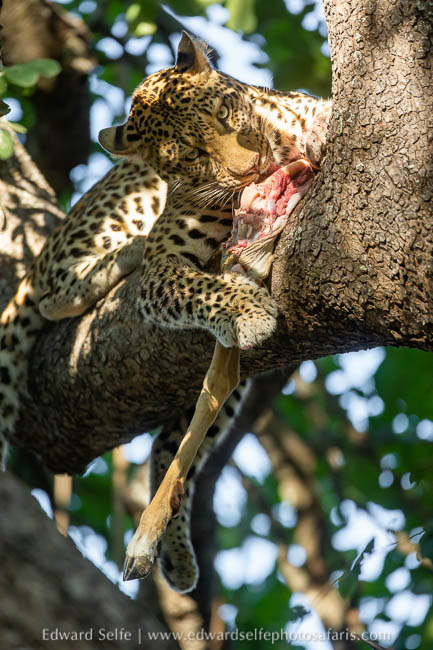 Wildlife image from photo safari with edward selfe.