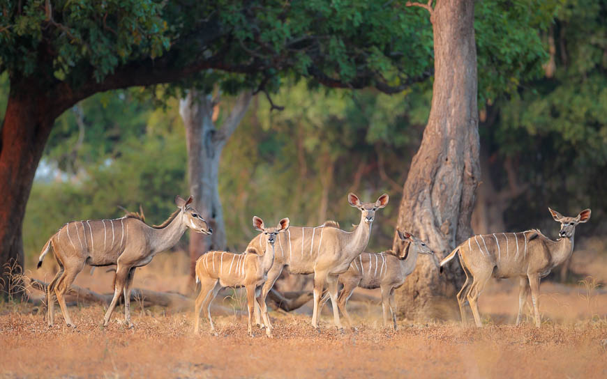 Images of wildlife from photo safari with edward selfe in the nsefu sector.