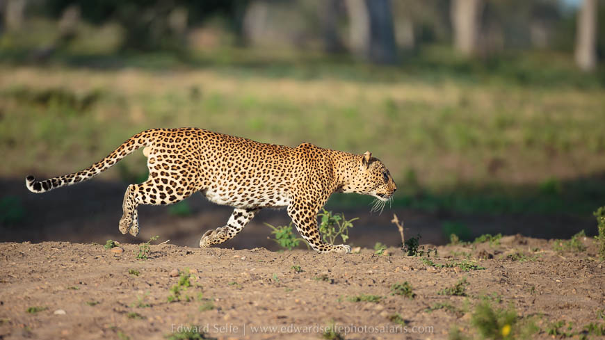 Wildlife image from photo safari with edward selfe.