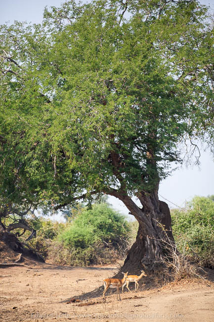 Wildlife image from photo safari with edward selfe in south luangwa national park.