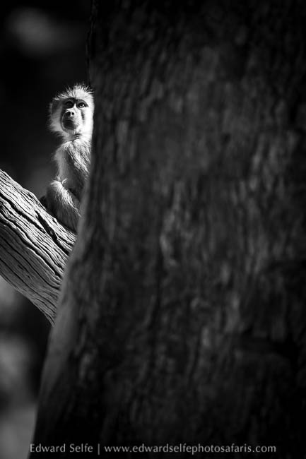 Wildlife image from photo safari with edward selfe.