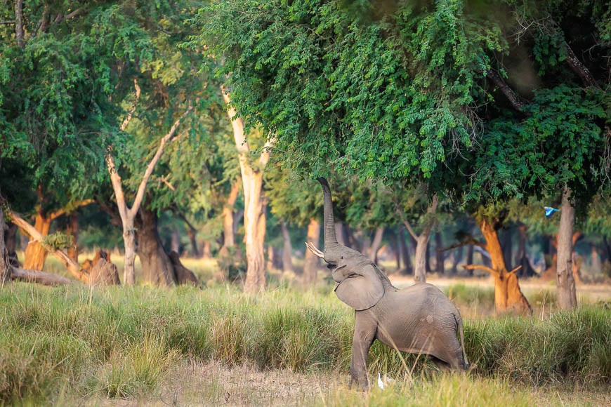 Images of wildlife from photo safari with edward selfe in zambia.