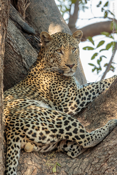 A large male leopard rests in a mahogany tree in South Luangwa.