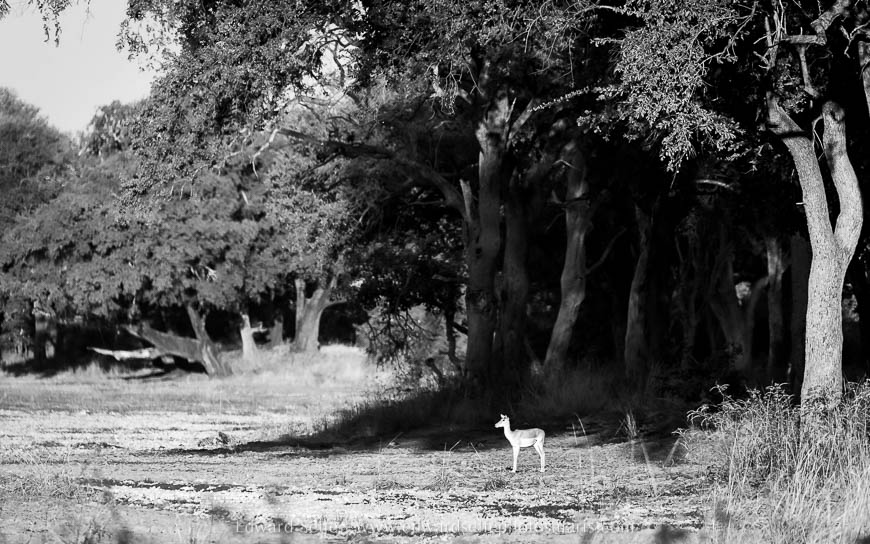 Wildlife image from photo safari with edward selfe in south luangwa national park.