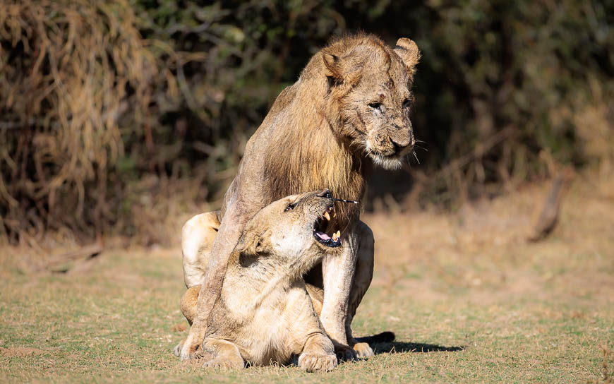 Images of wildlife from photo safari with edward selfe in the south luangwa np.